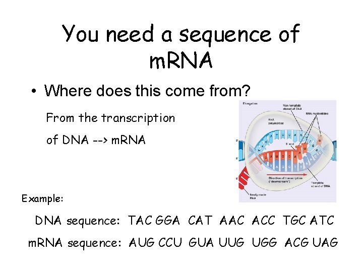 You need a sequence of m. RNA • Where does this come from? From