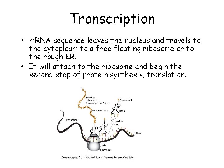 Transcription • m. RNA sequence leaves the nucleus and travels to the cytoplasm to