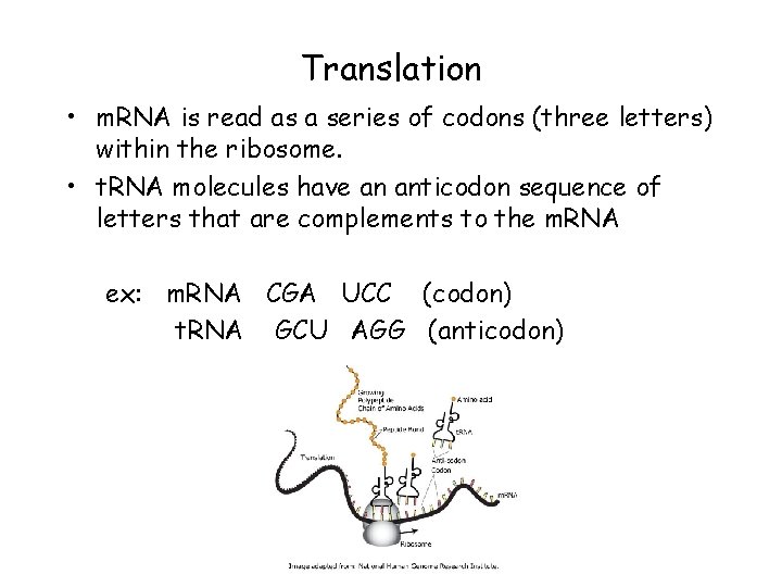 Translation • m. RNA is read as a series of codons (three letters) within