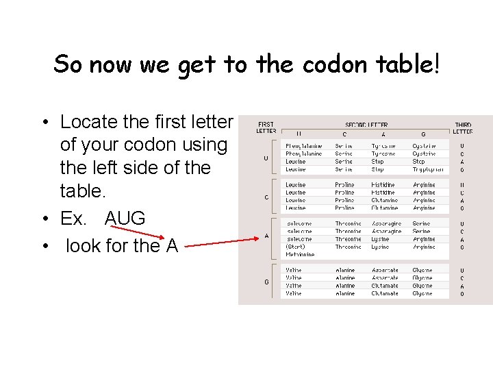 So now we get to the codon table! • Locate the first letter of