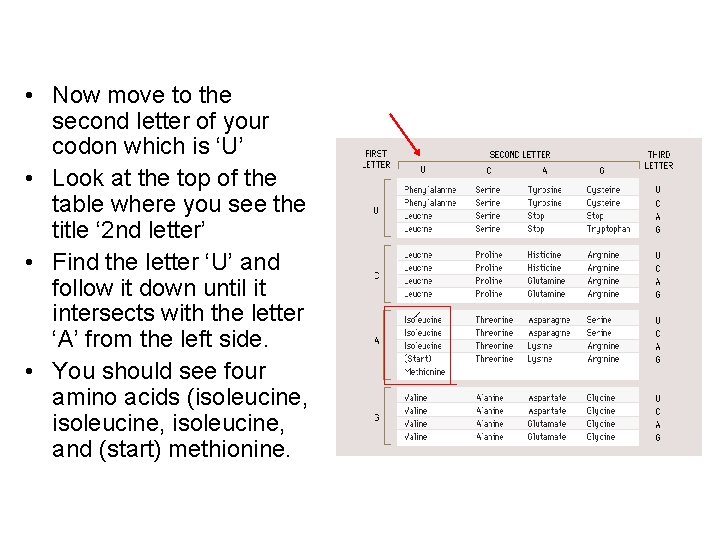  • Now move to the second letter of your codon which is ‘U’