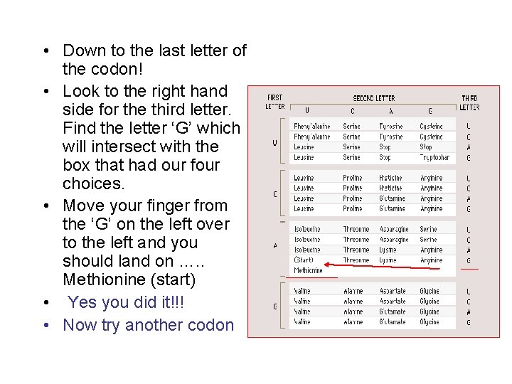  • Down to the last letter of the codon! • Look to the