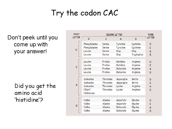 Try the codon CAC Don’t peek until you come up with your answer! Did