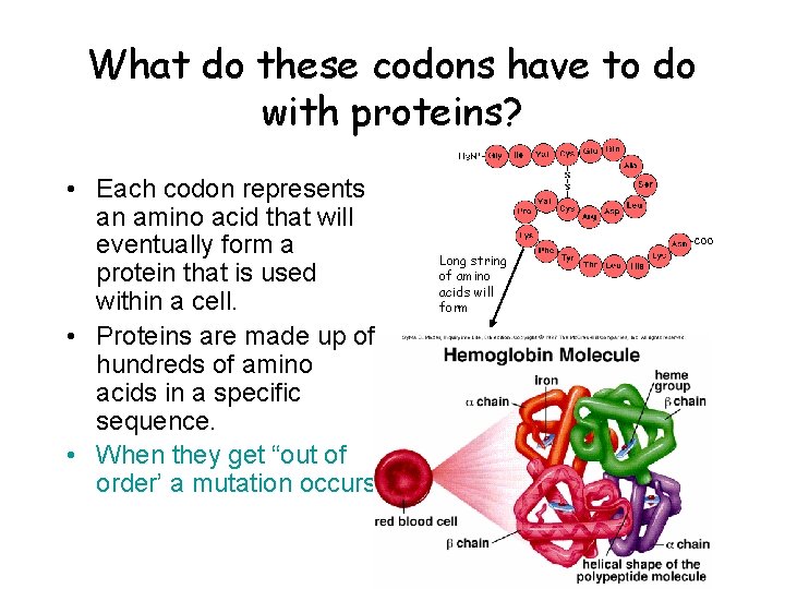 What do these codons have to do with proteins? • Each codon represents an