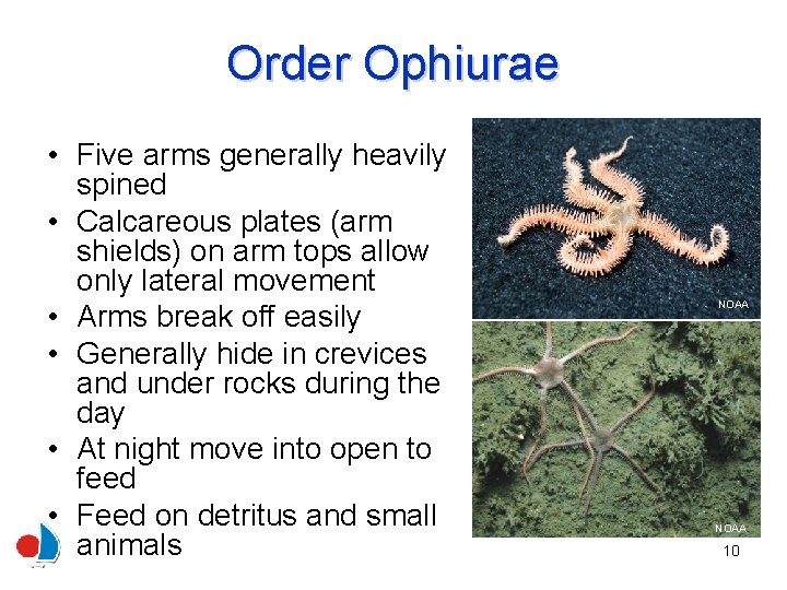 Order Ophiurae • Five arms generally heavily spined • Calcareous plates (arm shields) on