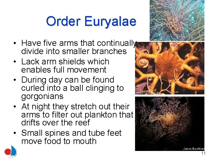 Order Euryalae • Have five arms that continually divide into smaller branches • Lack
