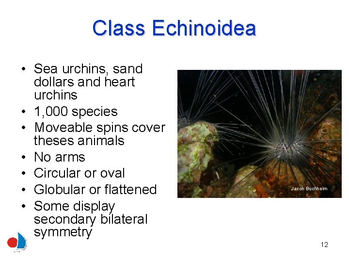 Class Echinoidea • Sea urchins, sand dollars and heart urchins • 1, 000 species