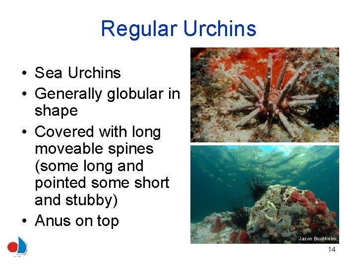 Regular Urchins • Sea Urchins • Generally globular in shape • Covered with long