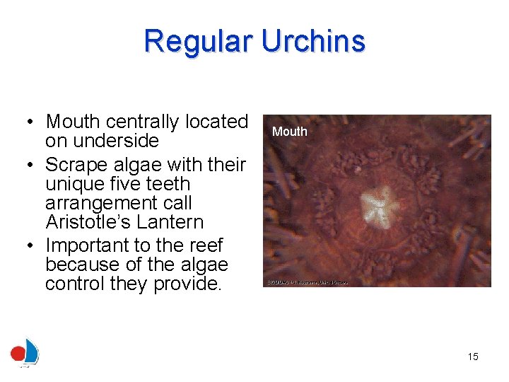 Regular Urchins • Mouth centrally located on underside • Scrape algae with their unique