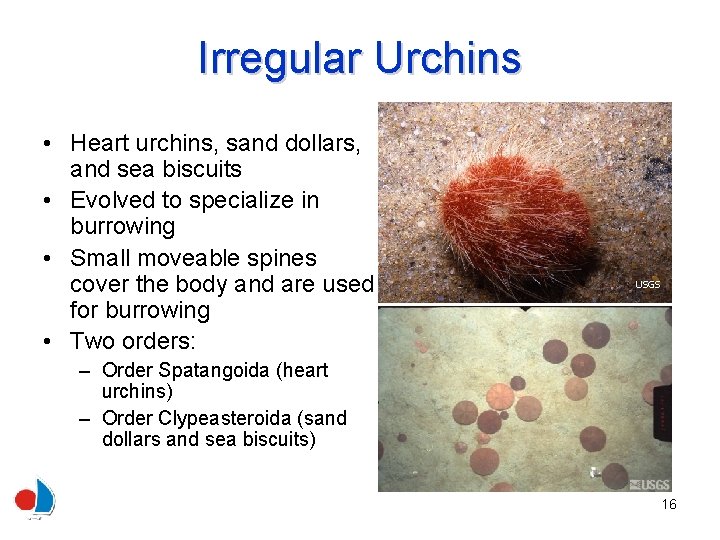 Irregular Urchins • Heart urchins, sand dollars, and sea biscuits • Evolved to specialize