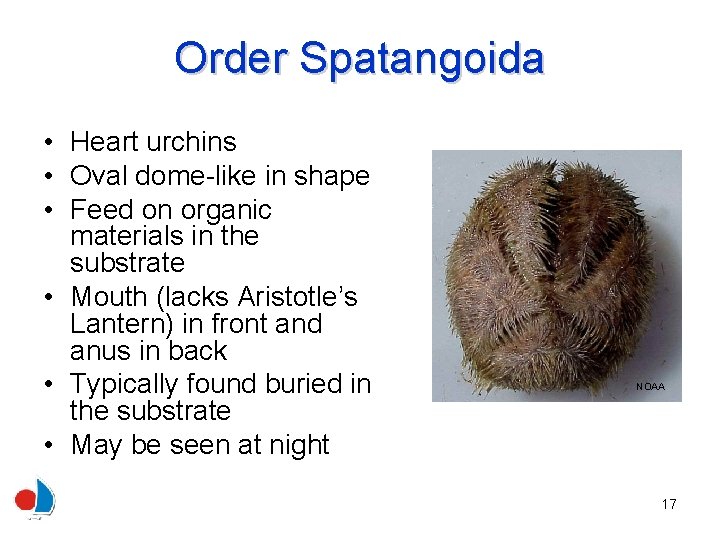 Order Spatangoida • Heart urchins • Oval dome-like in shape • Feed on organic