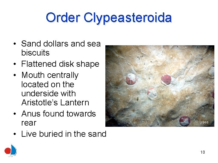 Order Clypeasteroida • Sand dollars and sea biscuits • Flattened disk shape • Mouth