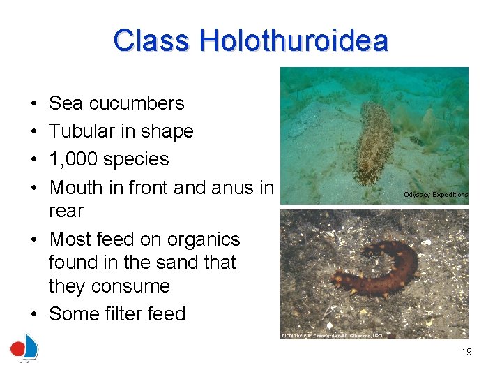 Class Holothuroidea • • Sea cucumbers Tubular in shape 1, 000 species Mouth in