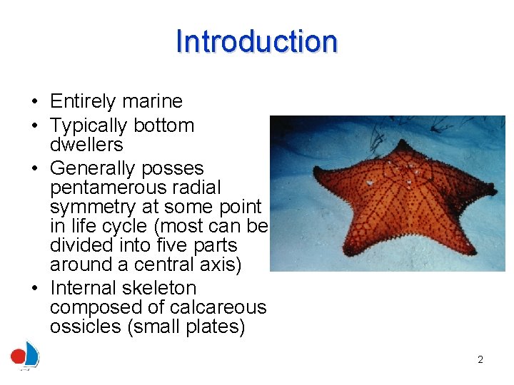 Introduction • Entirely marine • Typically bottom dwellers • Generally posses pentamerous radial symmetry
