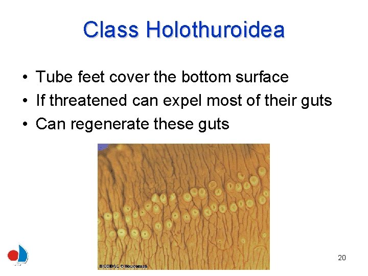 Class Holothuroidea • Tube feet cover the bottom surface • If threatened can expel
