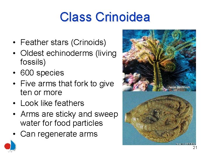 Class Crinoidea • Feather stars (Crinoids) • Oldest echinoderms (living fossils) • 600 species