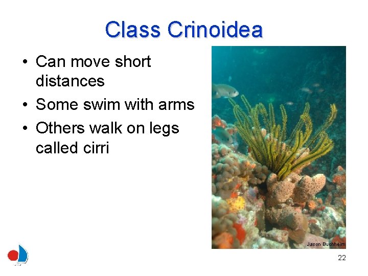 Class Crinoidea • Can move short distances • Some swim with arms • Others