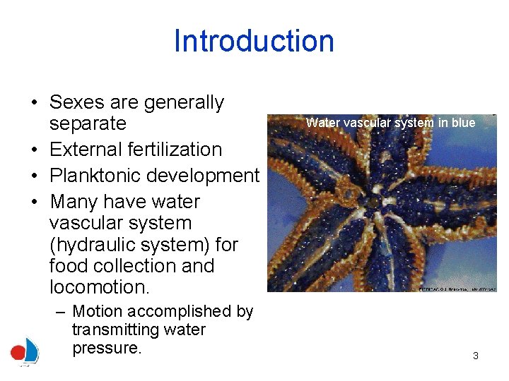 Introduction • Sexes are generally separate • External fertilization • Planktonic development • Many