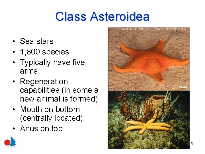 Class Asteroidea • Sea stars • 1, 800 species • Typically have five arms