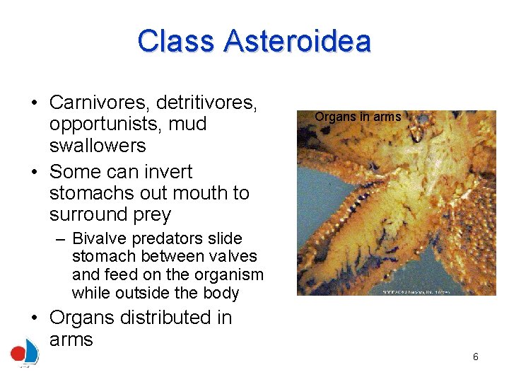 Class Asteroidea • Carnivores, detritivores, opportunists, mud swallowers • Some can invert stomachs out