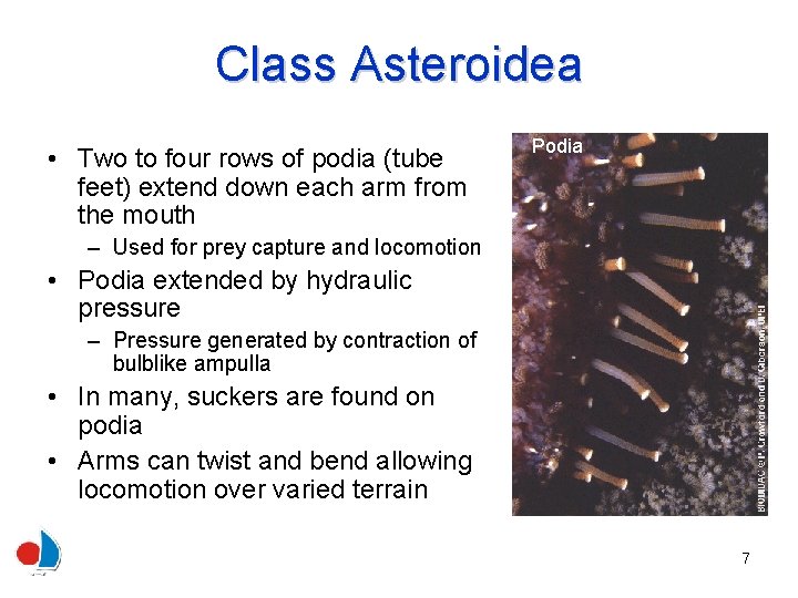 Class Asteroidea • Two to four rows of podia (tube feet) extend down each