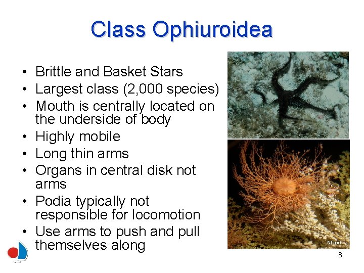 Class Ophiuroidea • Brittle and Basket Stars • Largest class (2, 000 species) •