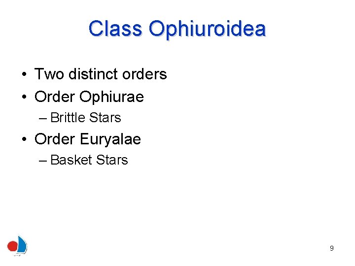Class Ophiuroidea • Two distinct orders • Order Ophiurae – Brittle Stars • Order