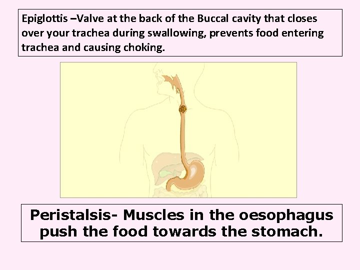 Epiglottis –Valve at the back of the Buccal cavity that closes over your trachea