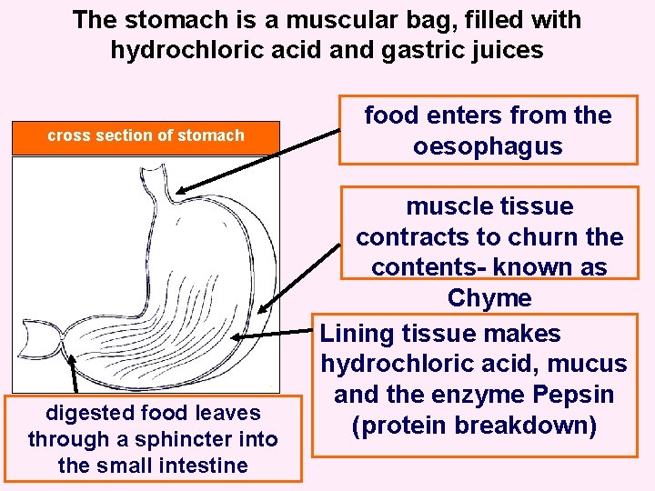 The stomach is a muscular bag, filled with hydrochloric acid and gastric juices cross