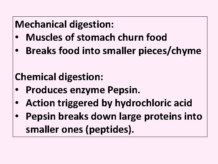 Mechanical digestion: • Muscles of stomach churn food • Breaks food into smaller pieces/chyme