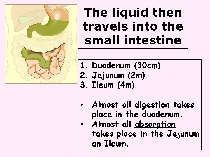 The liquid then travels into the small intestine 1. Duodenum (30 cm) 2. Jejunum