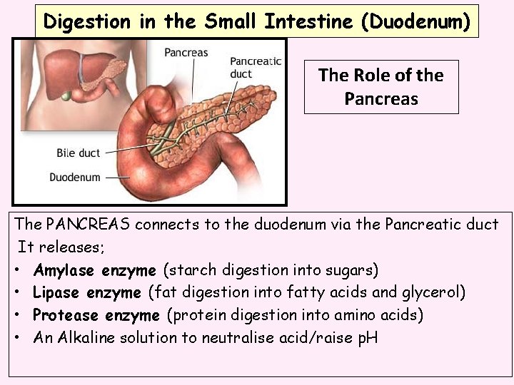 Digestion in the Small Intestine (Duodenum) The Role of the Pancreas The PANCREAS connects