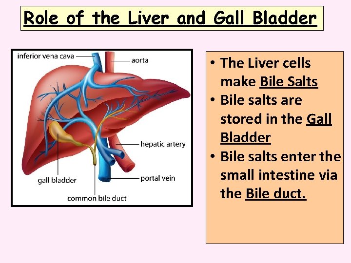 Role of the Liver and Gall Bladder • The Liver cells make Bile Salts