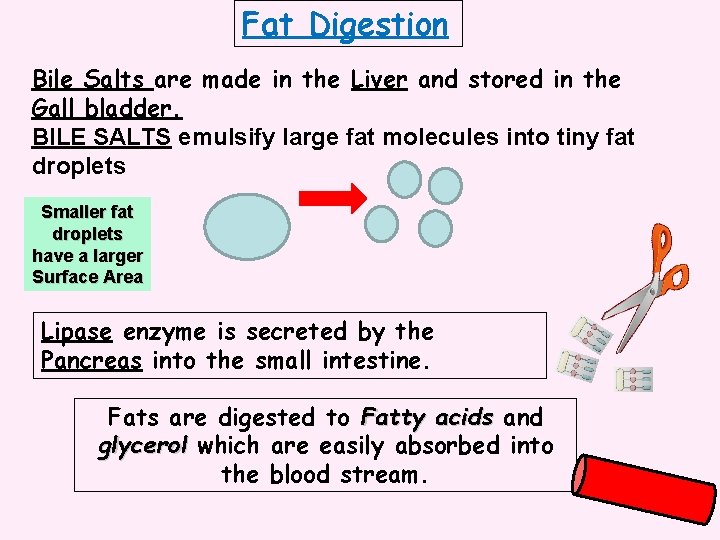Fat Digestion Bile Salts are made in the Liver and stored in the Gall