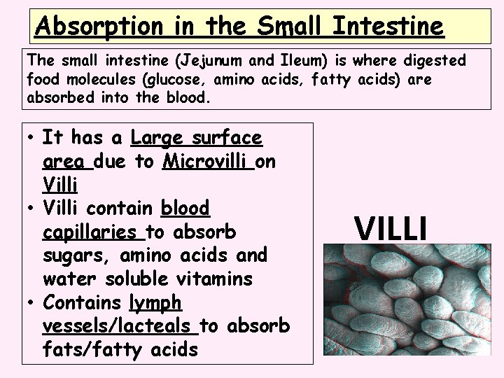 Absorption in the Small Intestine The small intestine (Jejunum and Ileum) is where digested