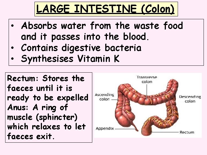 LARGE INTESTINE (Colon) • Absorbs water from the waste food and it passes into