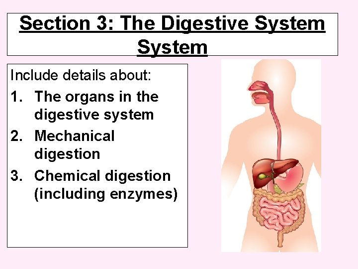 Section 3: The Digestive System Include details about: 1. The organs in the digestive