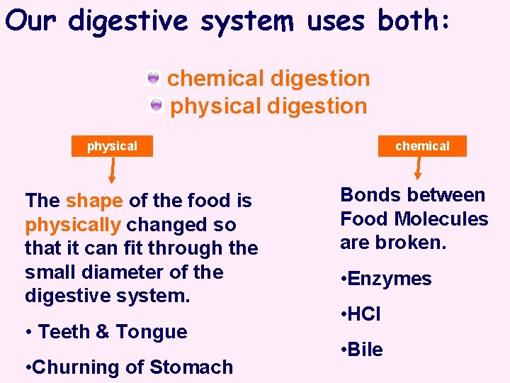 Our digestive system uses both: chemical digestion physical The shape of the food is