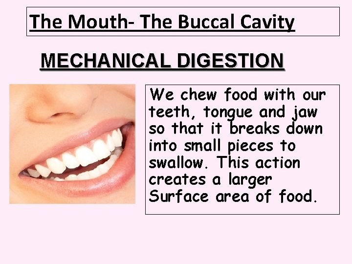 The Mouth- The Buccal Cavity MECHANICAL DIGESTION We chew food with our teeth, tongue