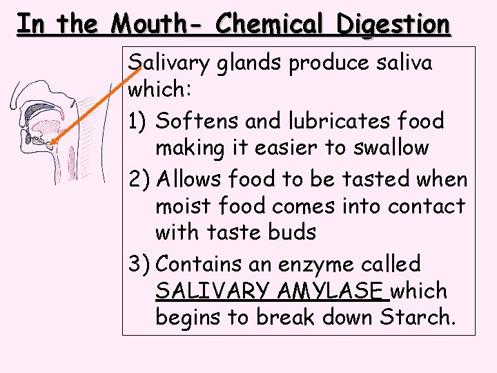 In the Mouth- Chemical Digestion Salivary glands produce saliva which: 1) Softens and lubricates
