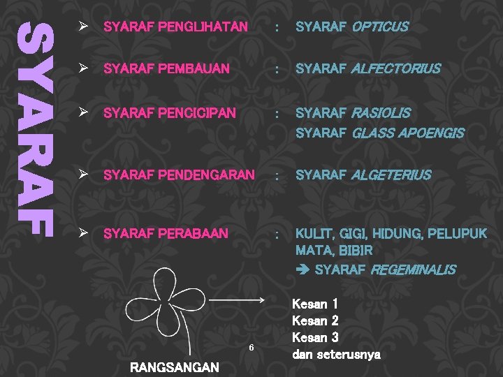 Ø SYARAF PENGLIHATAN : SYARAF OPTICUS Ø SYARAF PEMBAUAN : SYARAF ALFECTORIUS Ø SYARAF