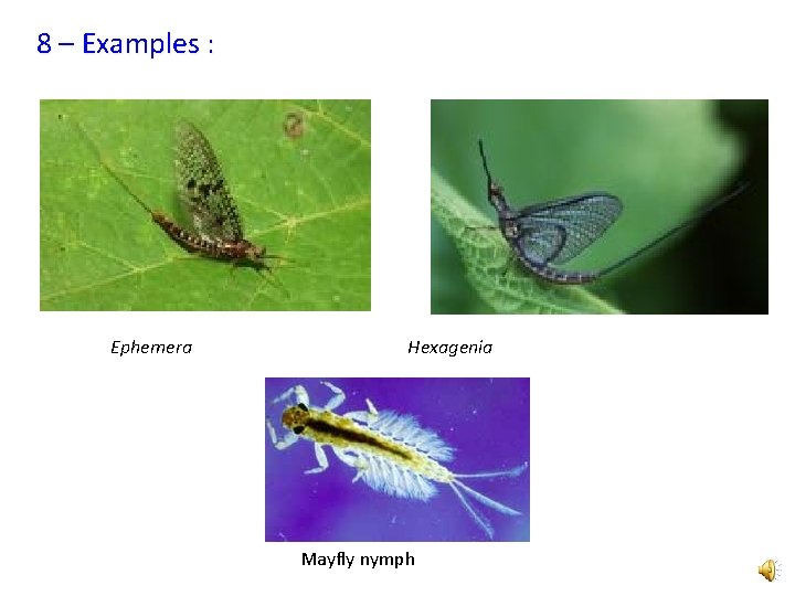 8 – Examples : Ephemera Hexagenia Mayfly nymph 
