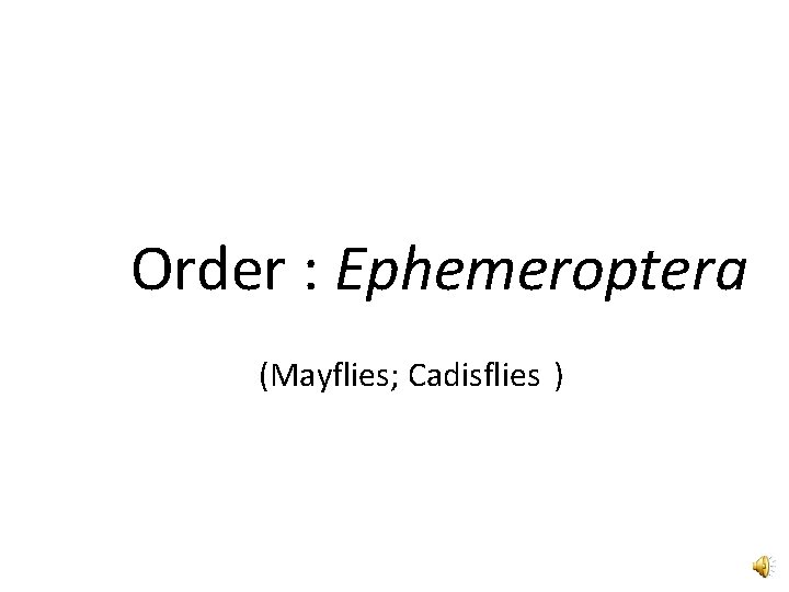 Order : Ephemeroptera (Mayflies; Cadisflies ) 