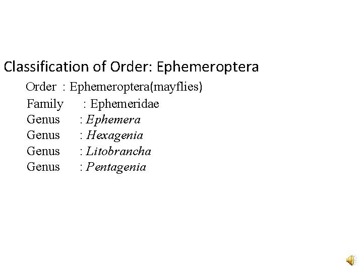 Classification of Order: Ephemeroptera Order : Ephemeroptera(mayflies) Family : Ephemeridae Genus : Ephemera Genus