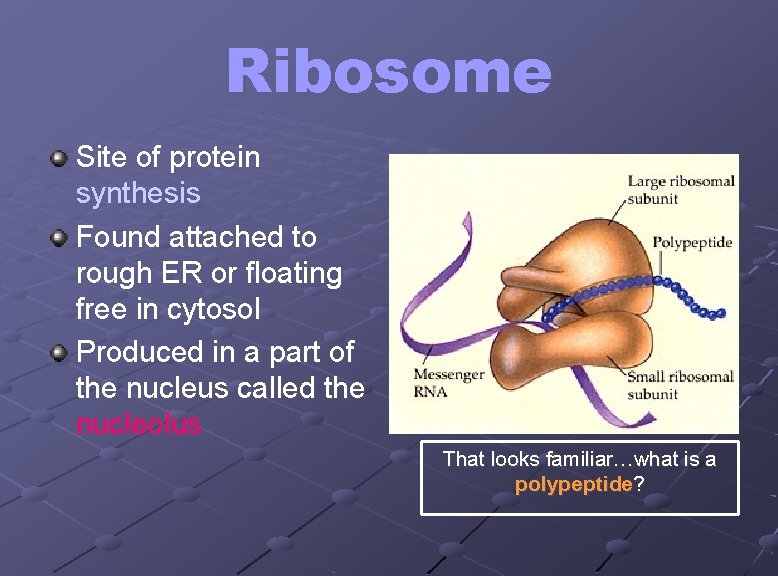 Ribosome Site of protein synthesis Found attached to rough ER or floating free in