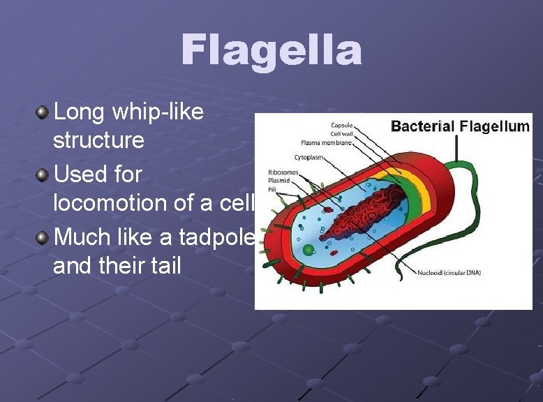 Flagella Long whip-like structure Used for locomotion of a cell Much like a tadpole
