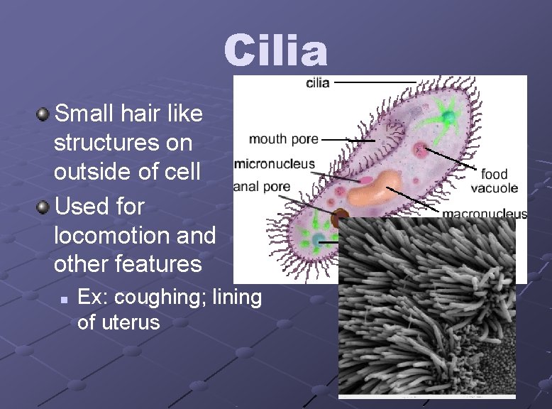 Cilia Small hair like structures on outside of cell Used for locomotion and other