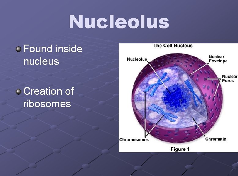 Nucleolus Found inside nucleus Creation of ribosomes 