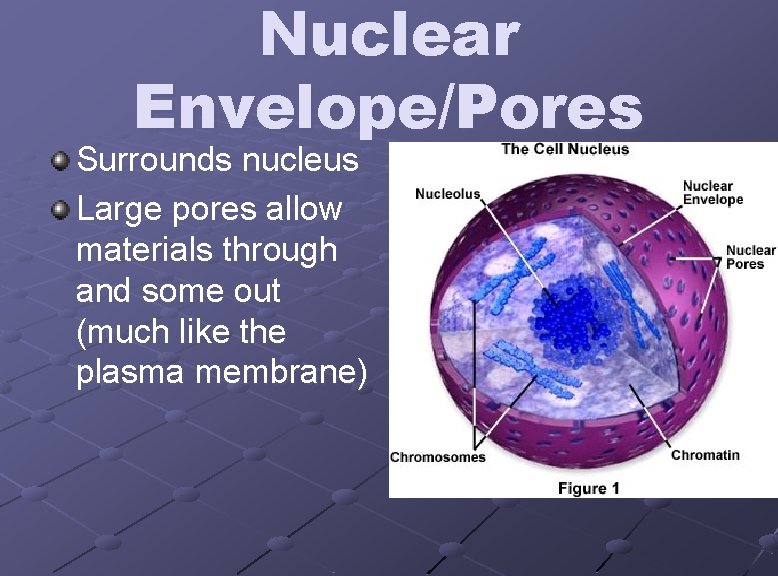 Nuclear Envelope/Pores Surrounds nucleus Large pores allow materials through and some out (much like