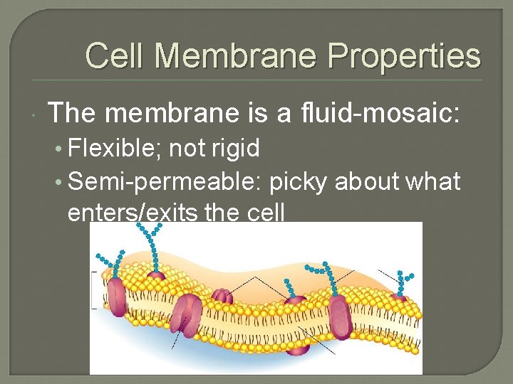 Cell Membrane Properties The membrane is a fluid-mosaic: • Flexible; not rigid • Semi-permeable: Cell Membrane Properties The membrane is a fluid-mosaic: • Flexible; not rigid • Semi-permeable: